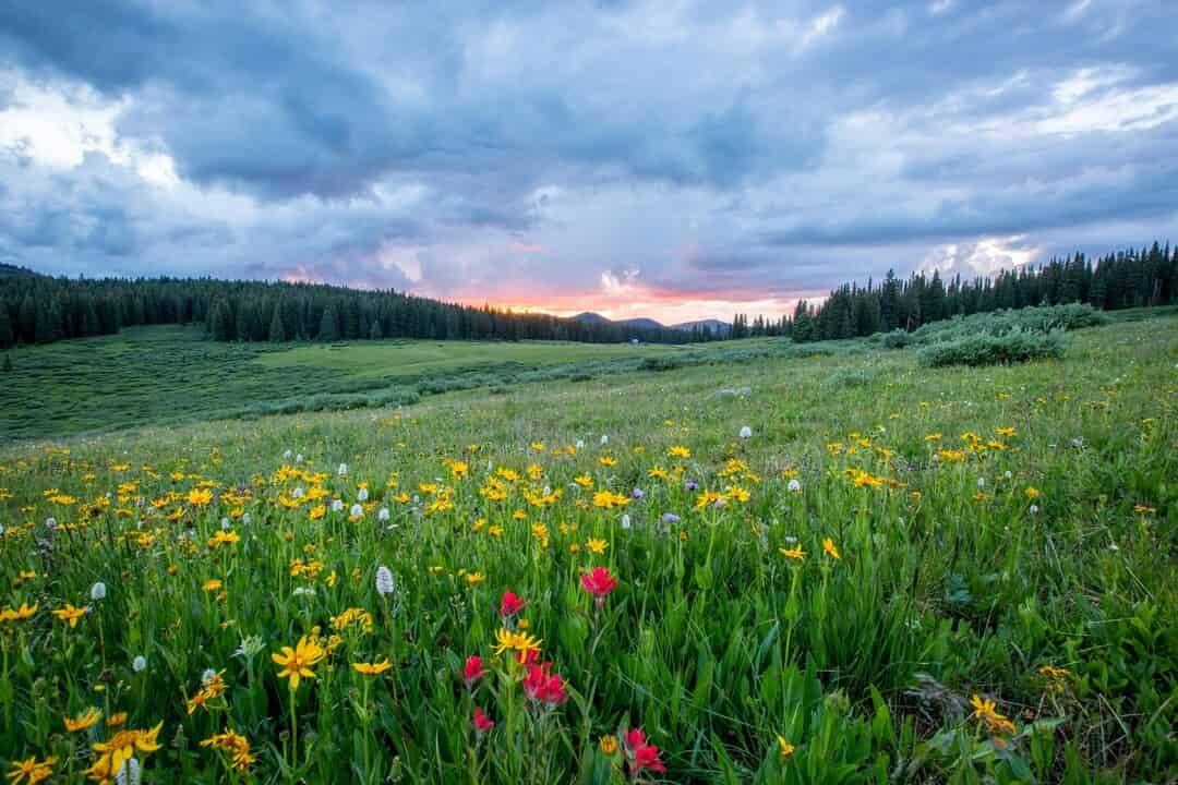 Complement Proteins C1q-C5 as Context‑Dependent Regulators of Osteoblast Function and Fracture Healing: A Systematic Review